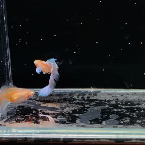 孔雀鱼微瑕蓝白飞船一对