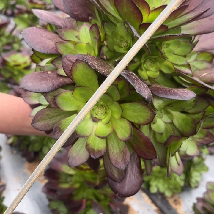 黑美人量拍一颗断枝不包