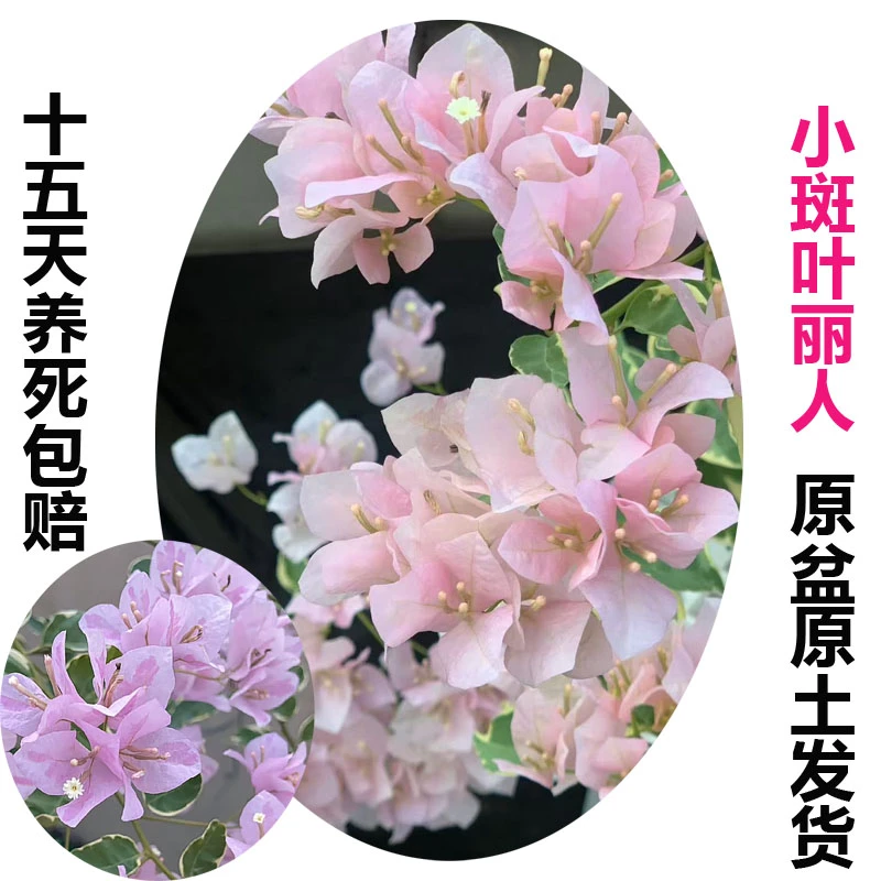 小斑 叶丽人(三角梅)原生大苗四季开花老桩爬藤植物