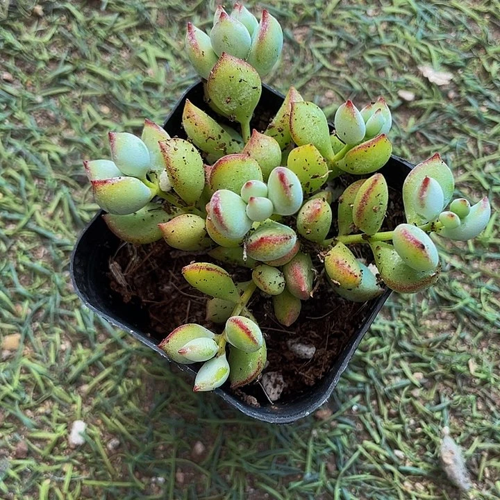 6.5方打磨福娘带盆