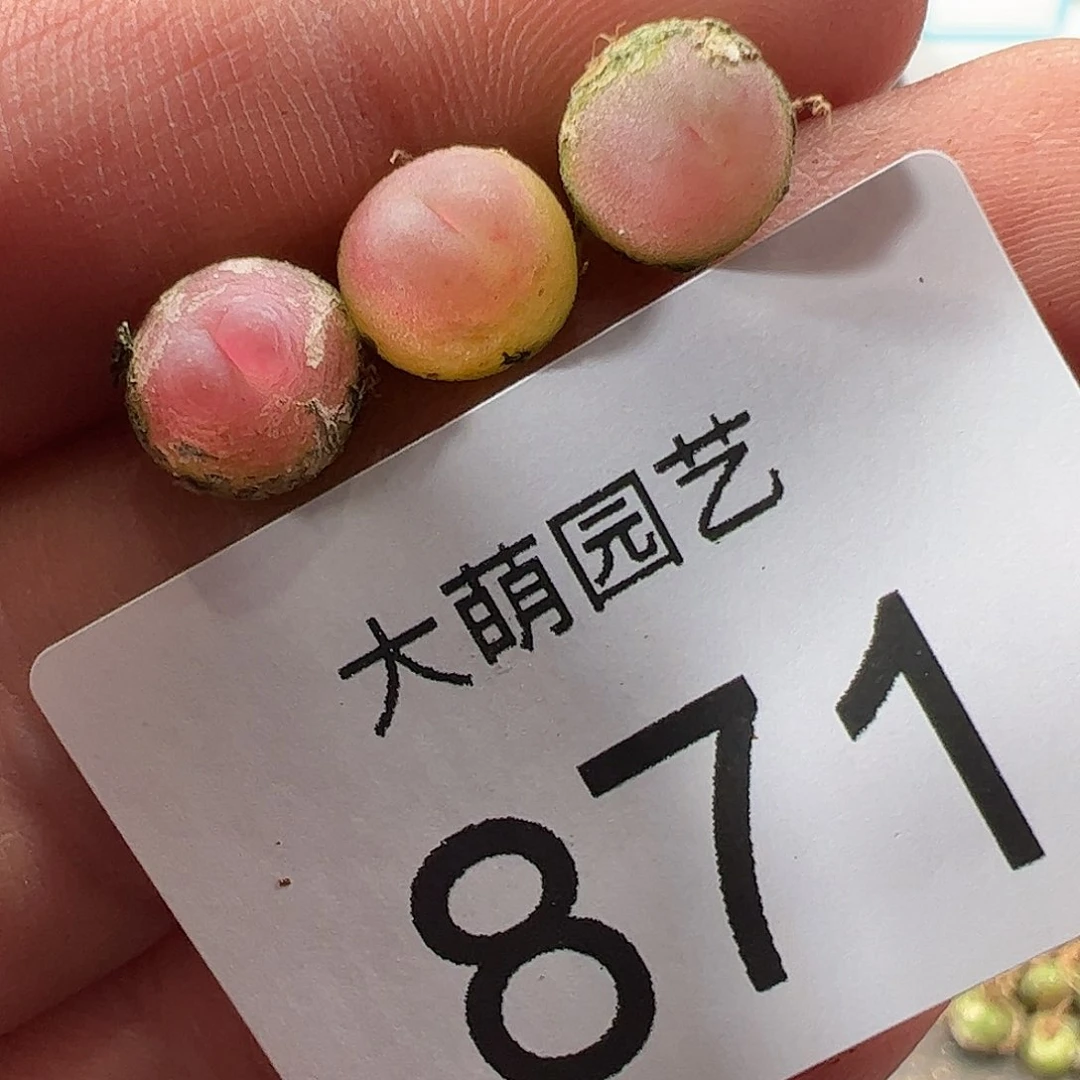 0000871 一物一拍……