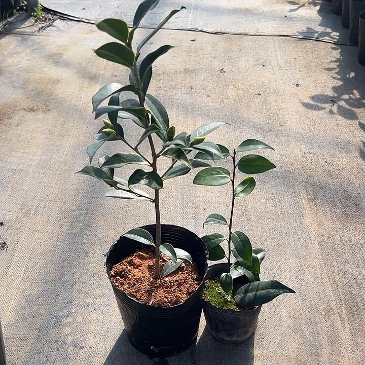 大部分花苞少量开放，姬侘助，白侘助