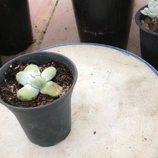 原产地拇指仙女杯