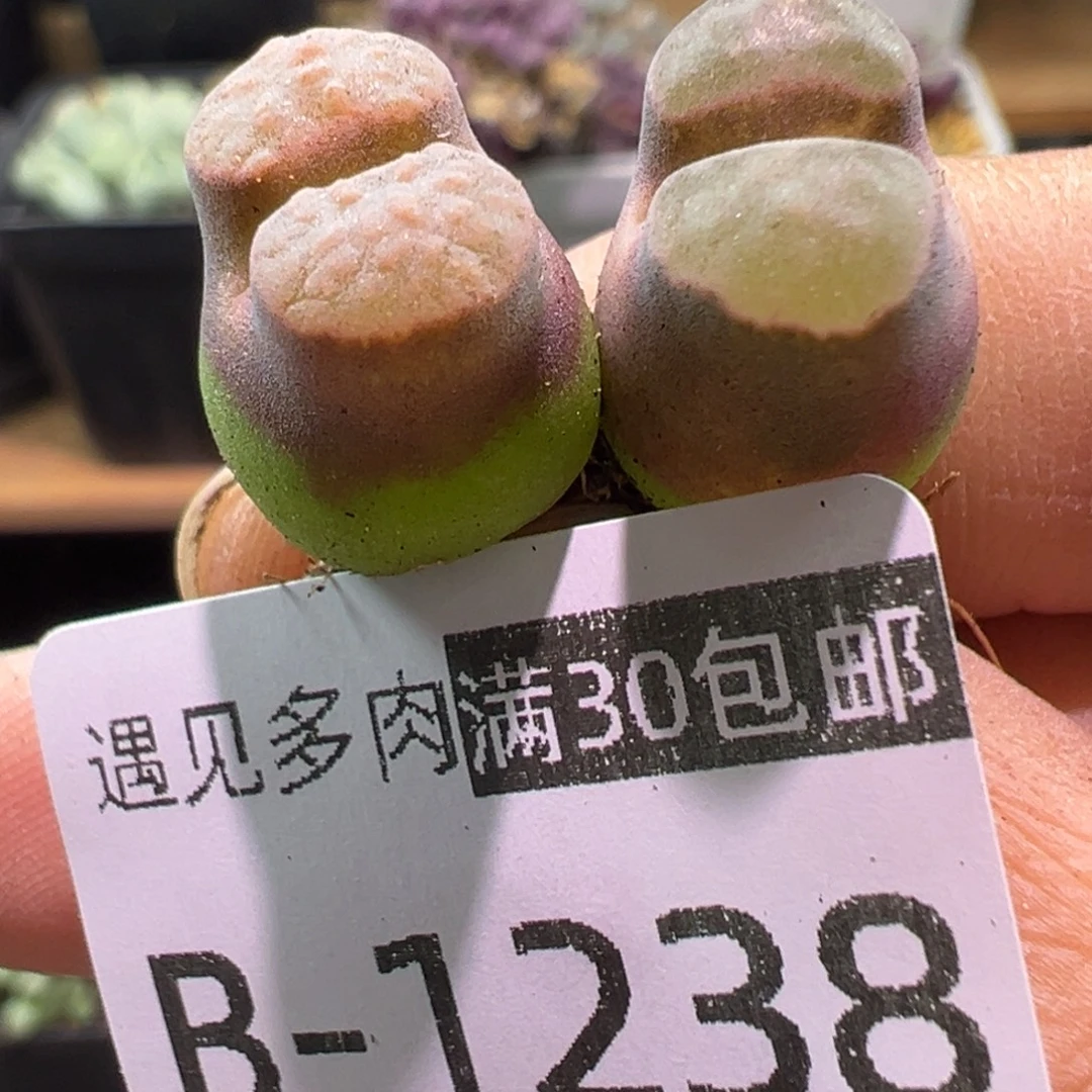 多肉植物11111111111