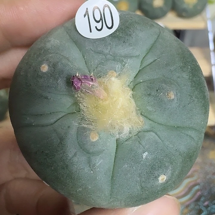 完全开放青*实在园艺观赏植物