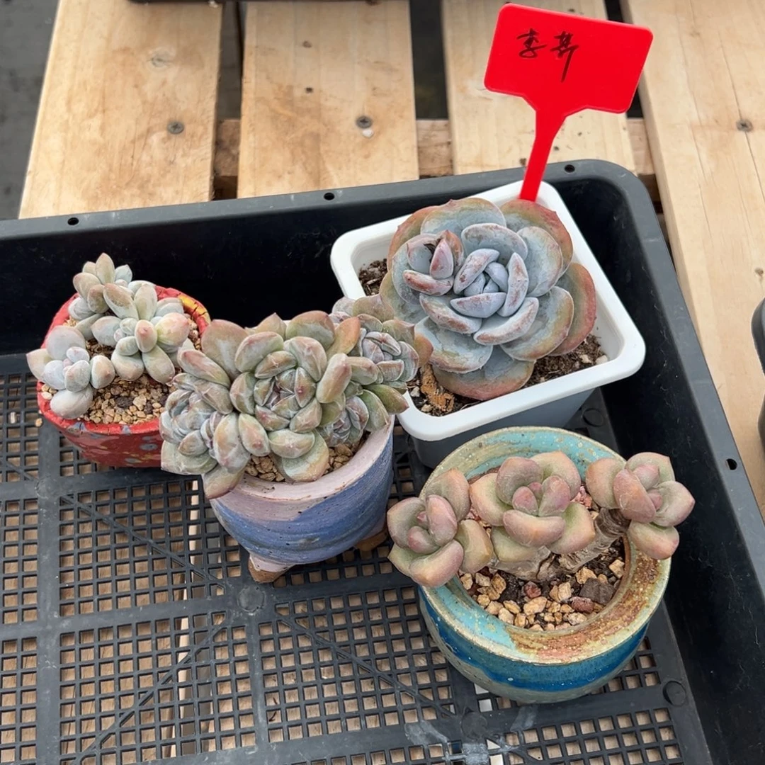 芹***菜精品多肉，一物一拍发货