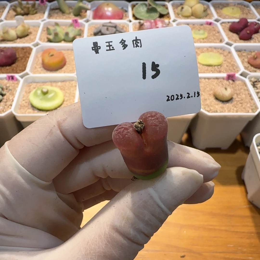 有**吟多肉多肉多肉2.15-015