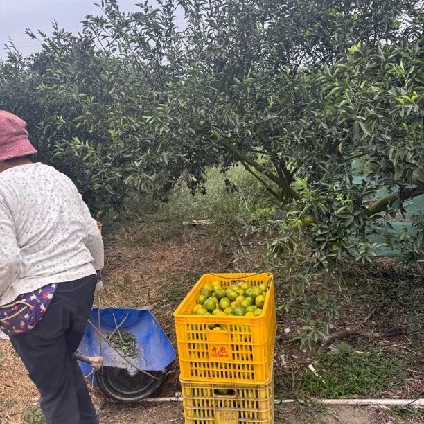 广东省内新会茶枝柑十三年老树果(二红皮）现摘现发货陈皮原材料