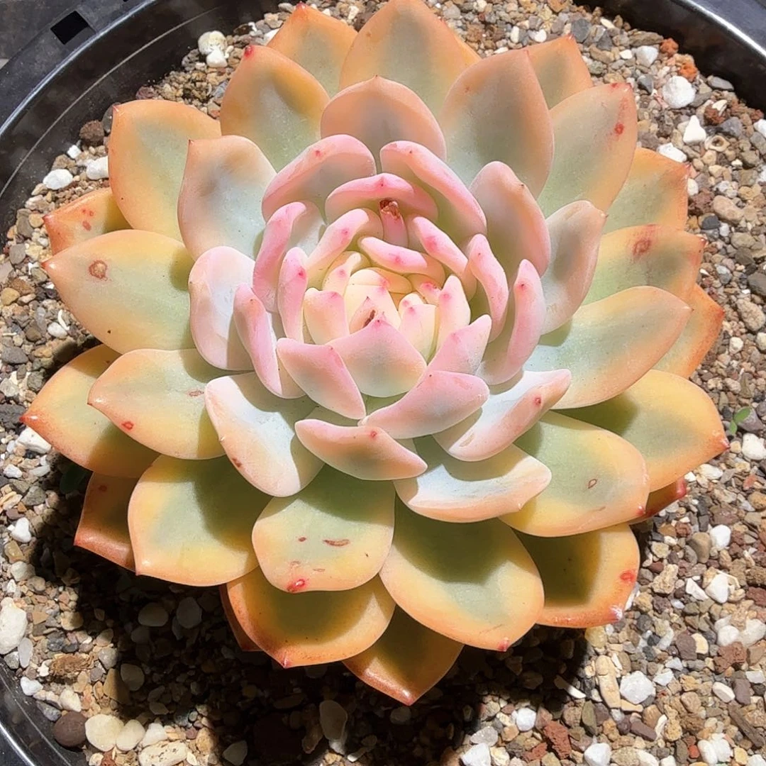 梦露宽锦  锦上园艺一物一拍