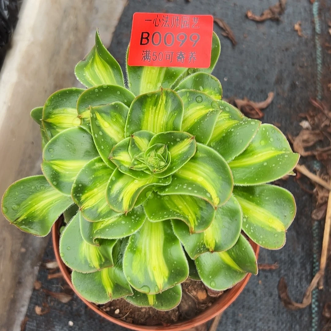 0098多肉植物法师
