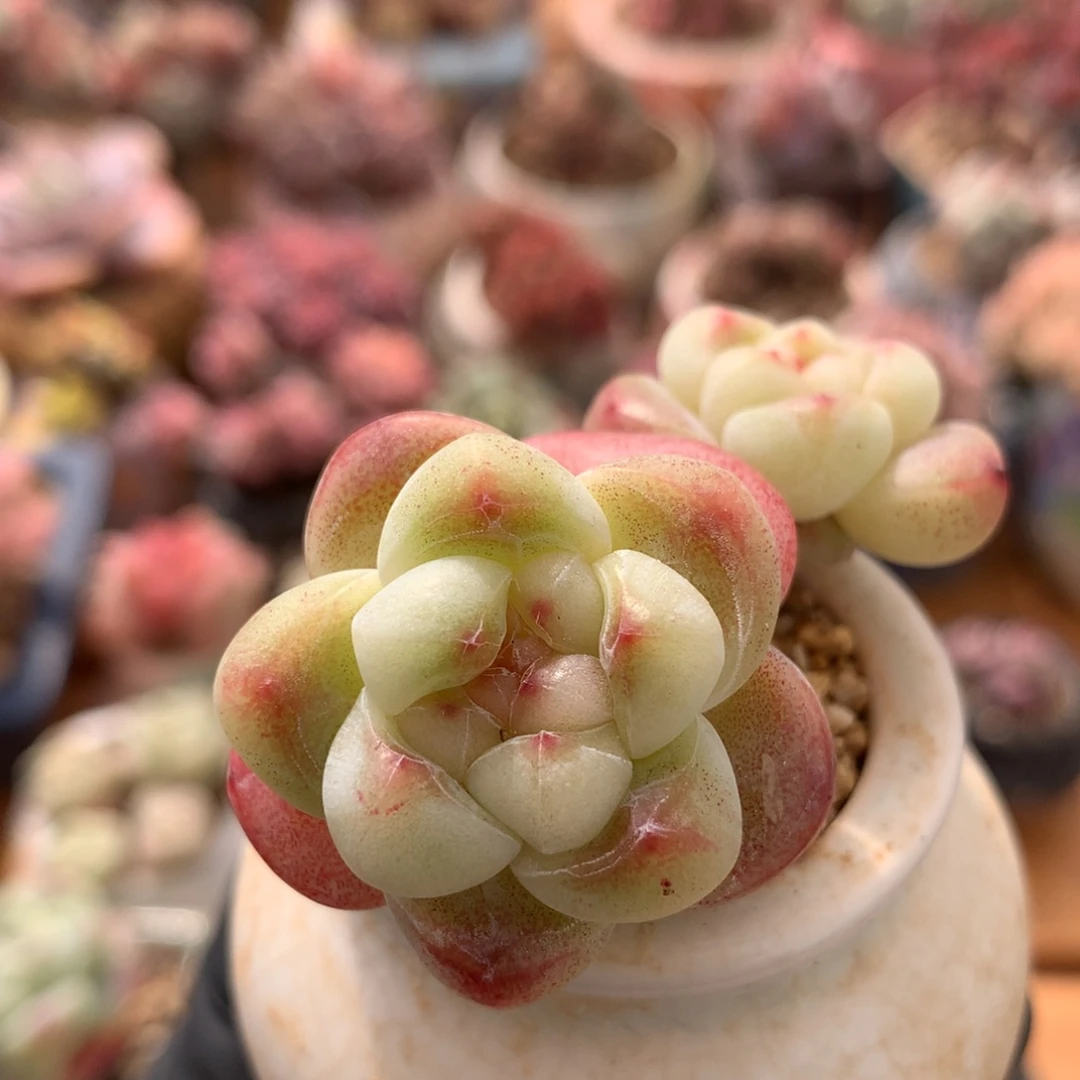 冰玉一物一拍 004