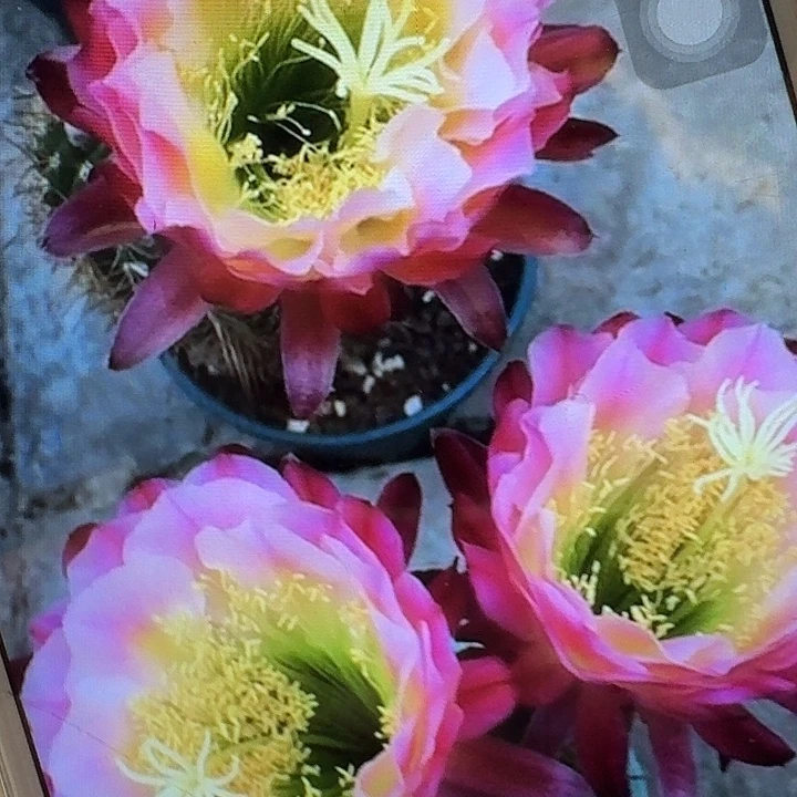 茉莉带根高12公分毛花柱