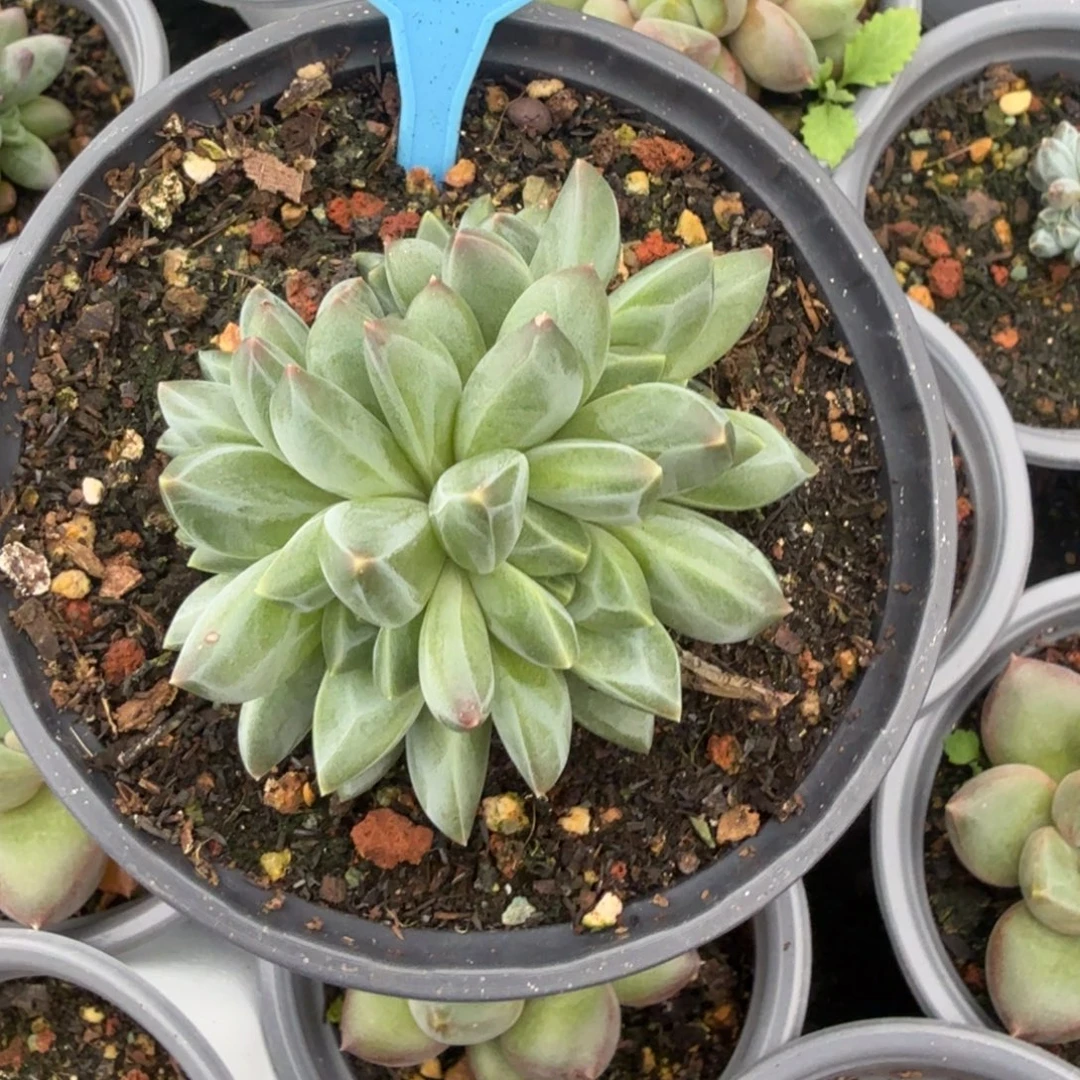 彩翼美人多肉植物063