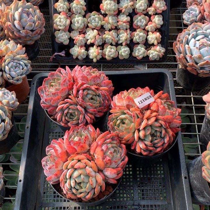 121823全明星三个嗯嗯嗯嗯好