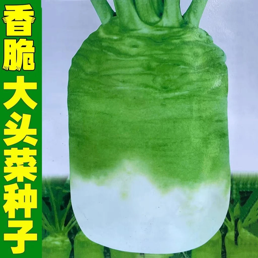 【新种上市】大头菜种子榨菜疙瘩根用芥菜秋季 腌制泡菜蔬菜 种子
