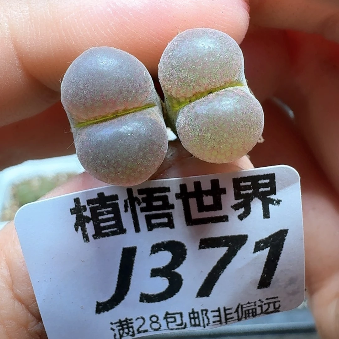 多肉植物的润泽额c g