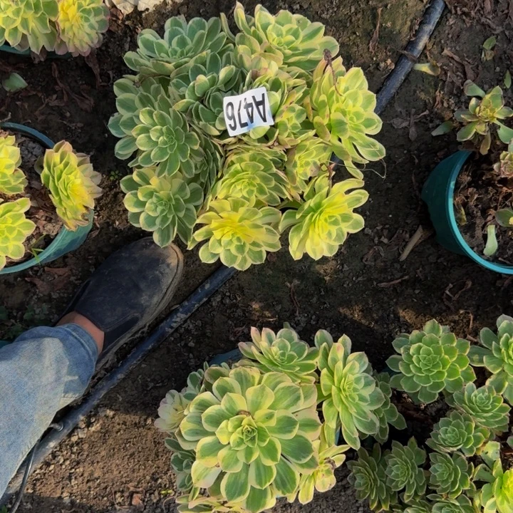 玉芙蓉花30-33包邮花花