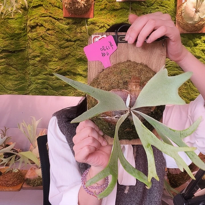 不开花植物Chiquita