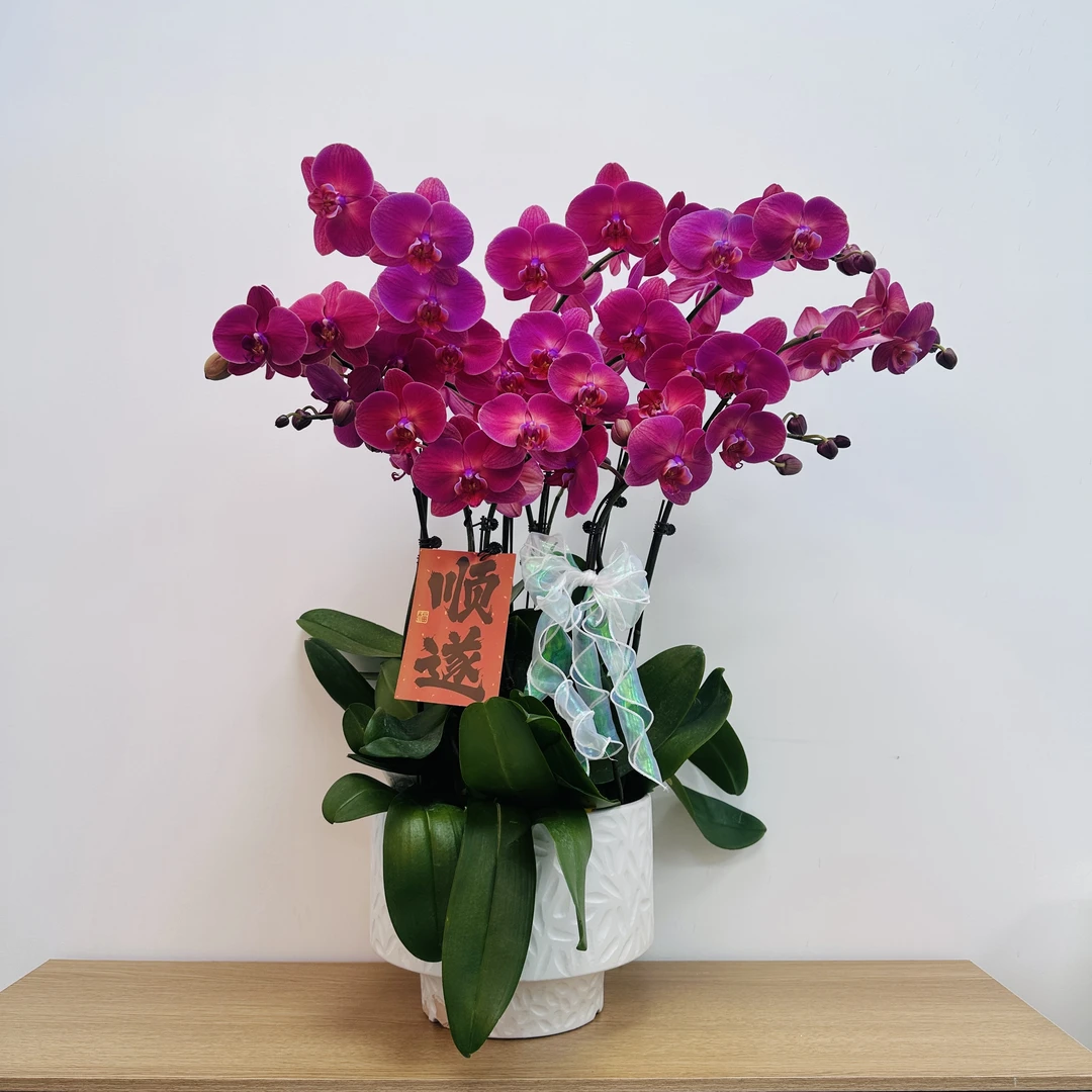 蝴蝶兰【金砖】室内花卉带盆发货好养活  高贵典雅 大气美观
