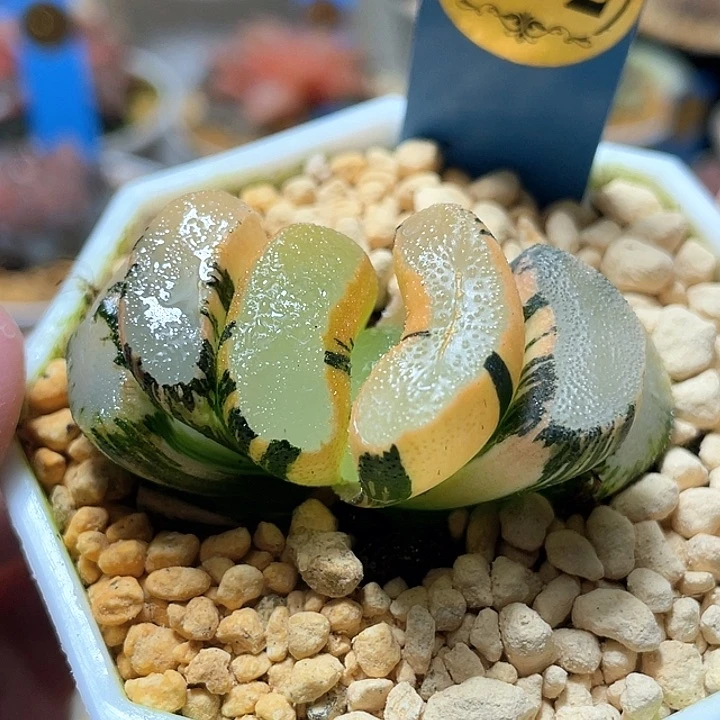 602完美隼玉扇錦一物