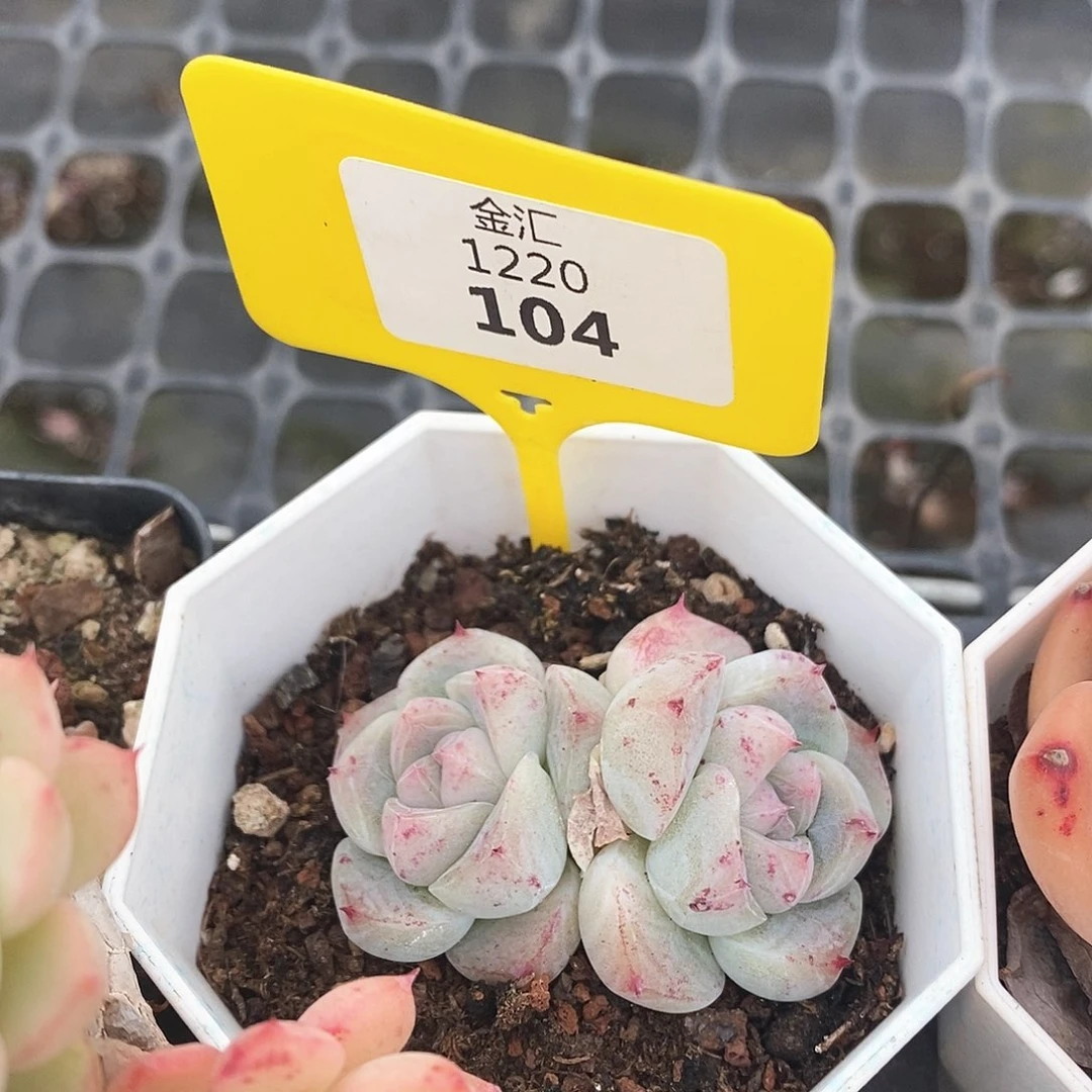 石化冰玉。122104