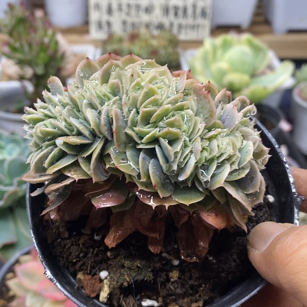 1398 星纳塔缀化