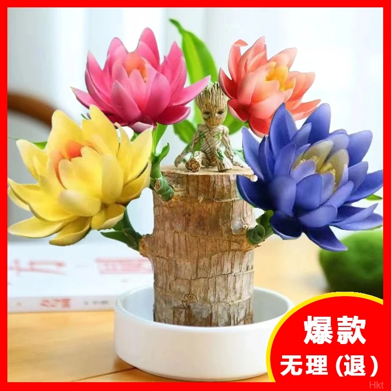 巴西木幸运木懒人开花格鲁特好养活办公室卧室阳桌台室内绿植盆栽