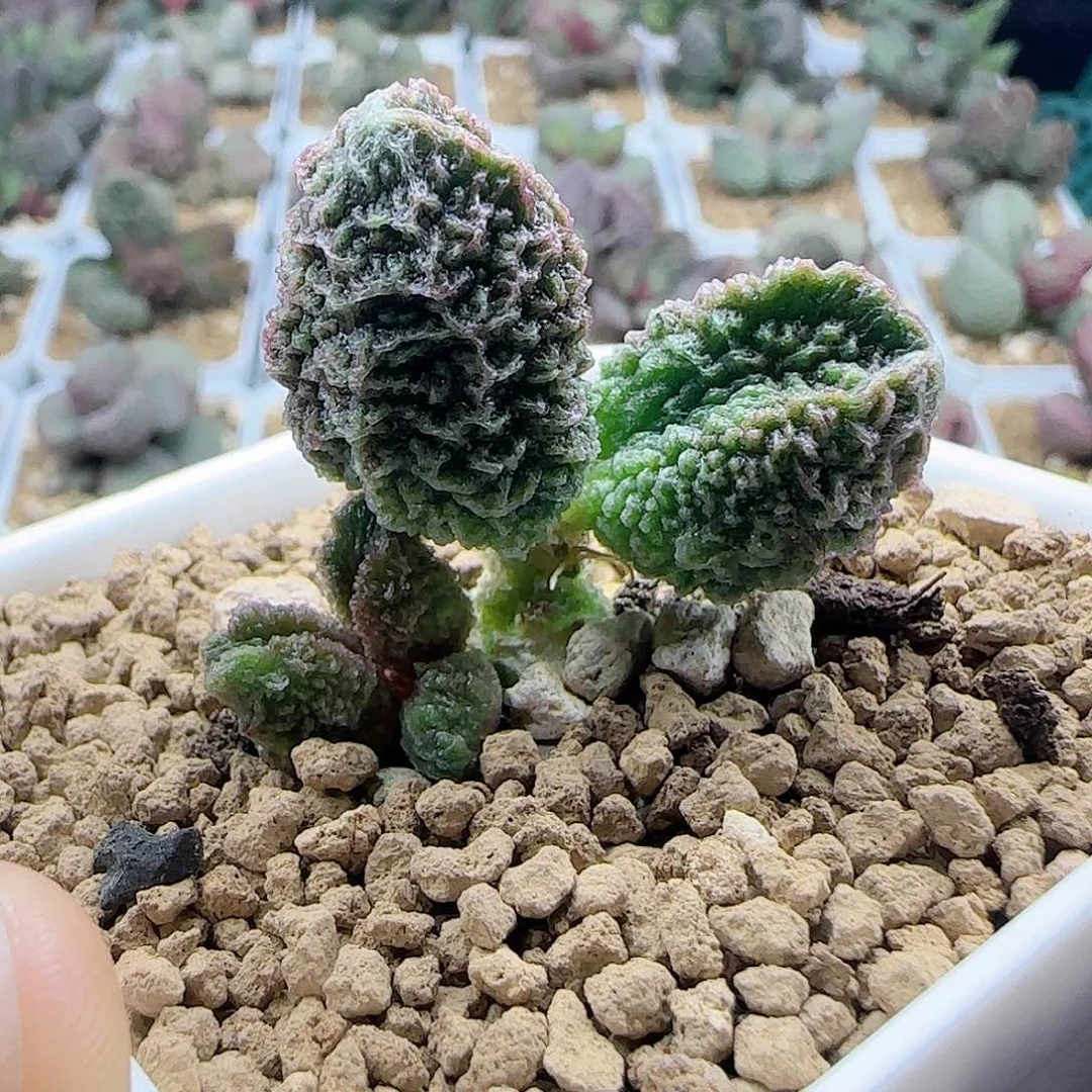 实生水泡，带盆发货。
