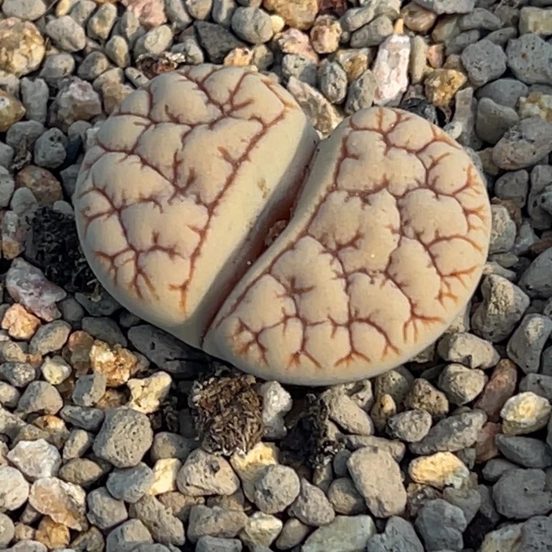 3517粗纹金色睫毛荒一颗