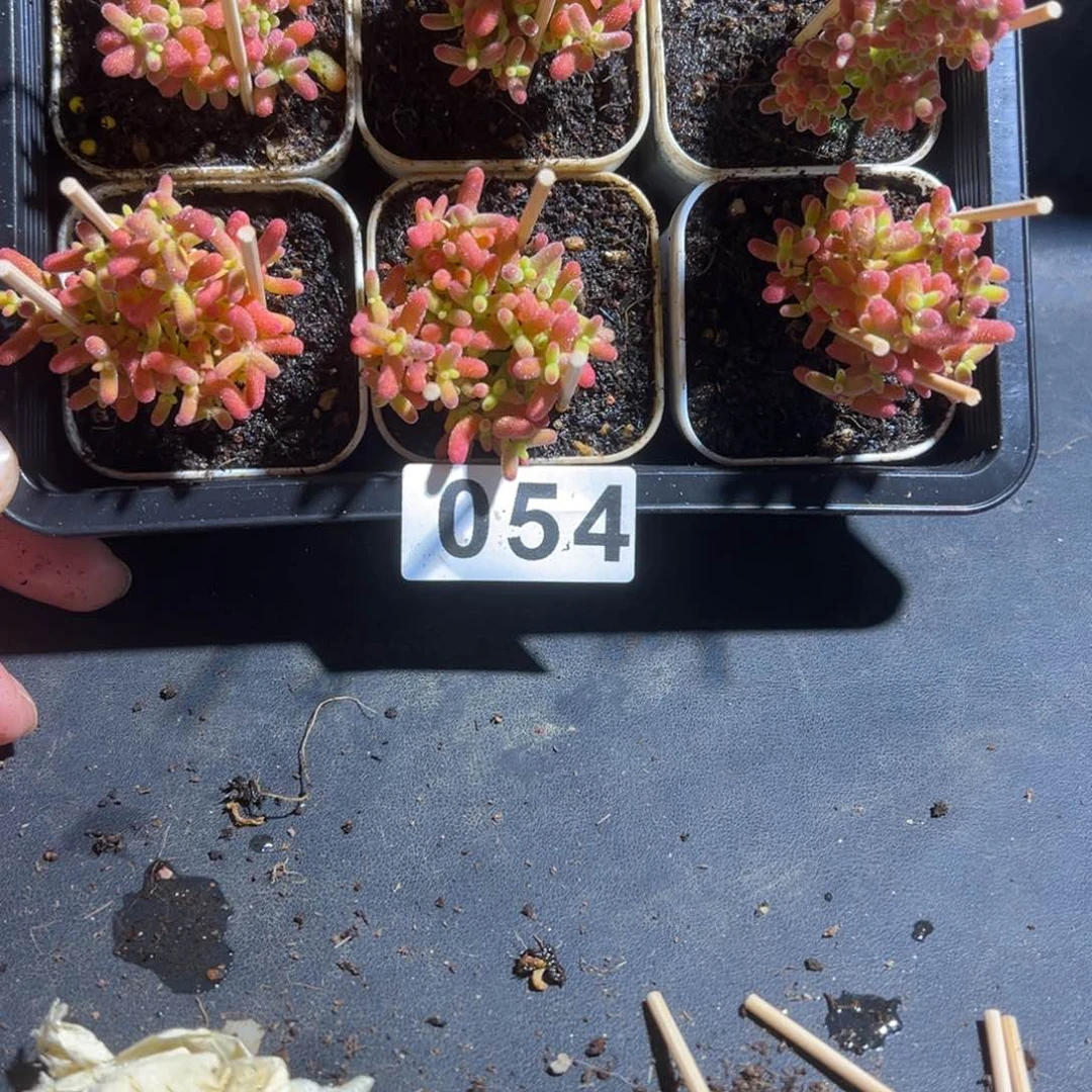 枝干番杏多肉植物054