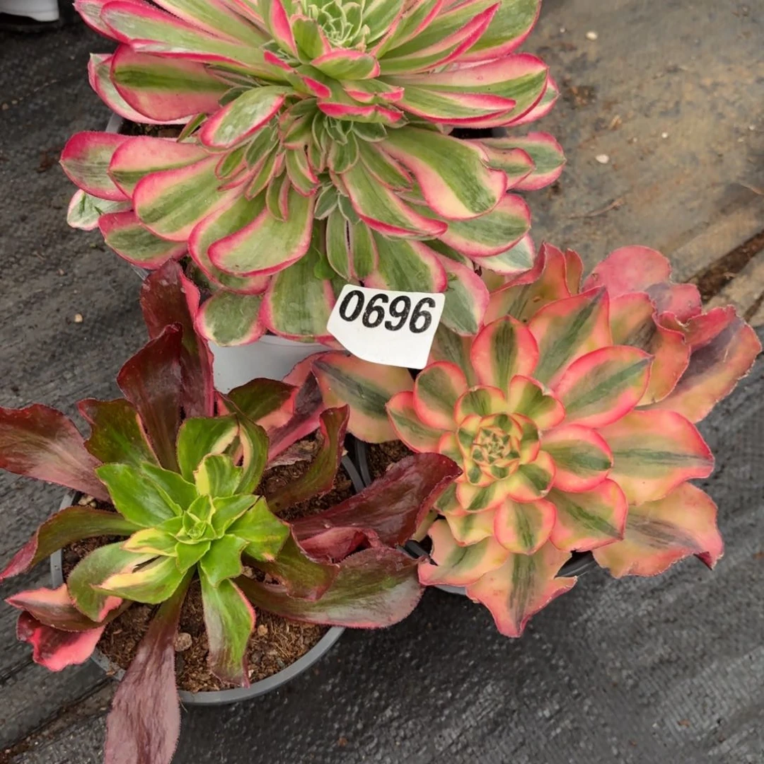 难**涂孔雀翎，爱丽丝，冰七彩0696发货