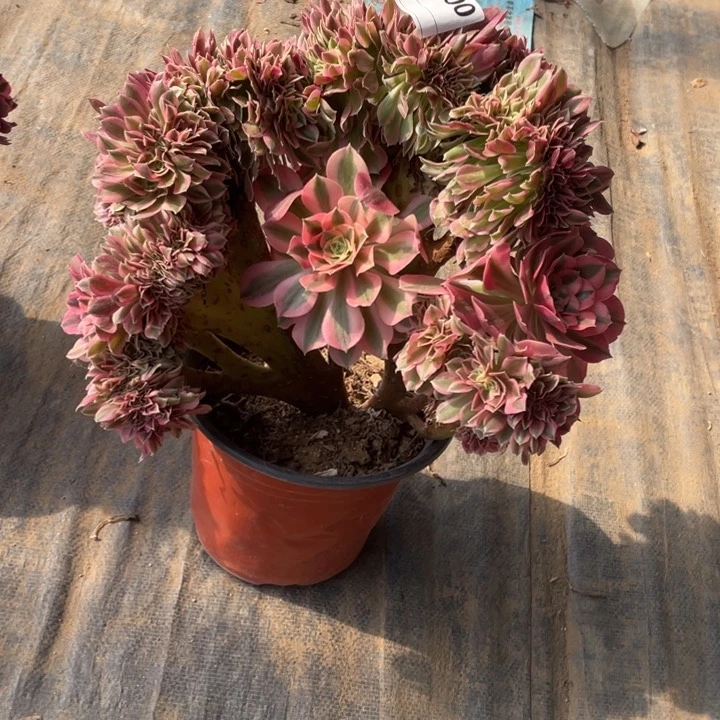 多肉粉女巫缀化200