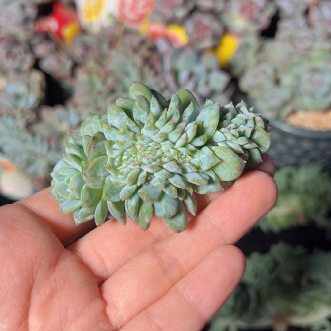 金*墩新年快乐 新年快乐