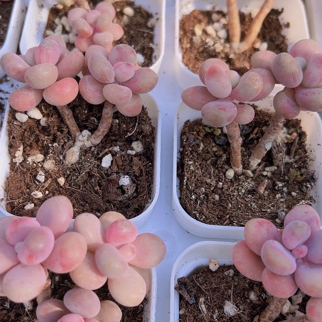 双头老桩桃蛋19包邮