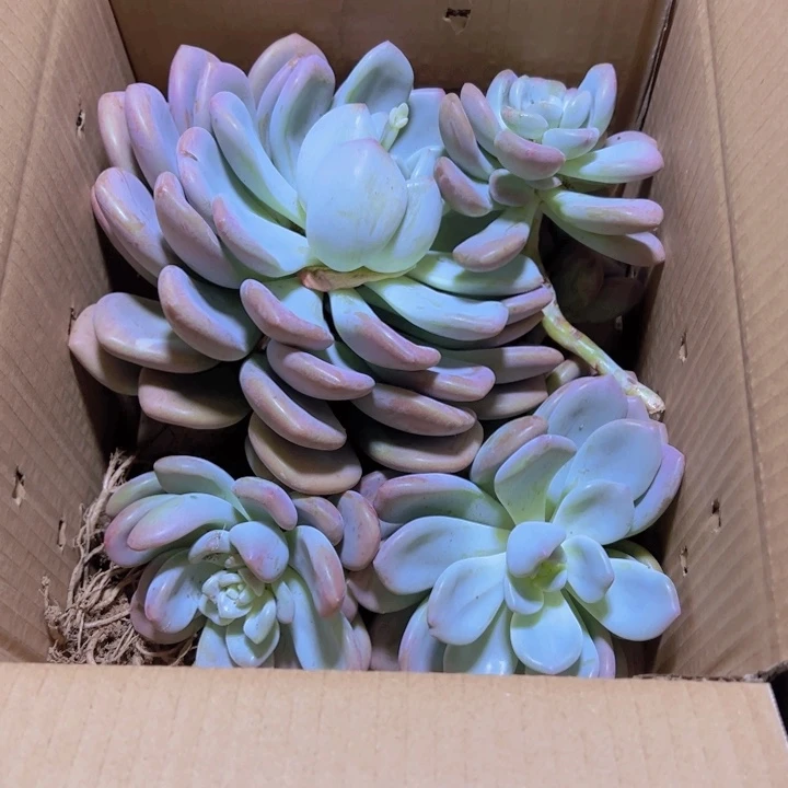 地栽奥普琳娜装箱（包邮不包损）