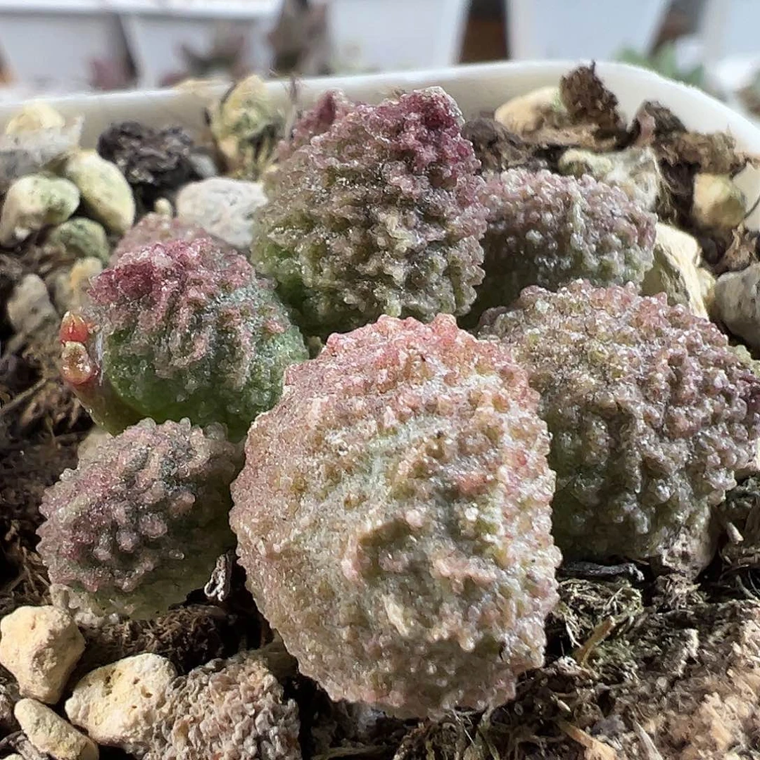 茶 丸叶翠绿石多肉植物