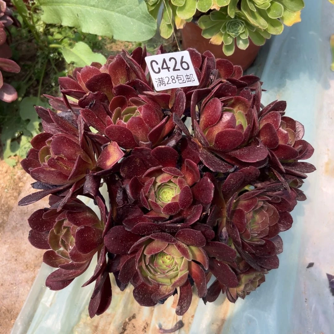 426多肉  红魔