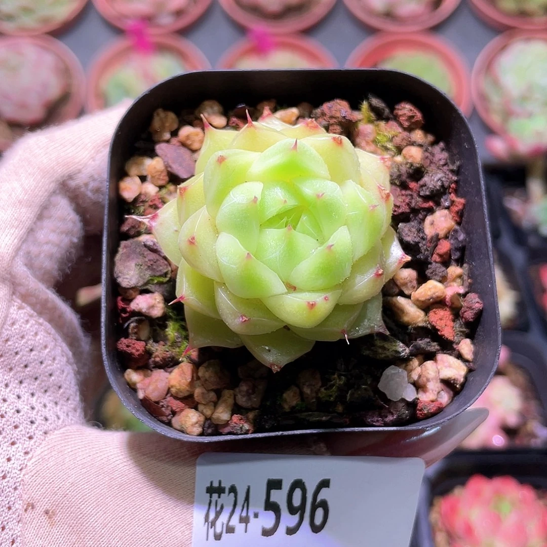 花利美24-596麦秆