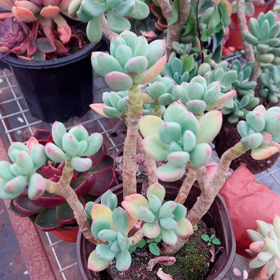 清新美人多头群生大长腿