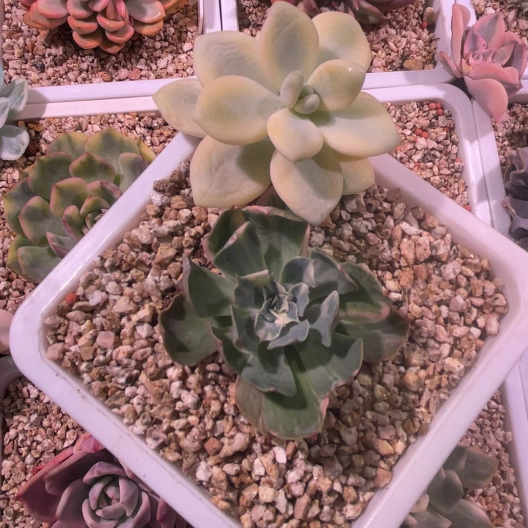 丢***我尚品特价海啸锦有根