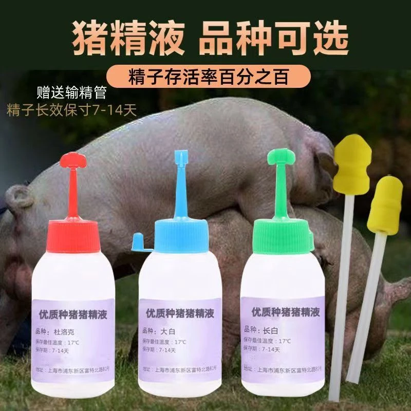 原种太湖猪精包邮二花脸大耳朵母猪养殖配种优质太湖包邮