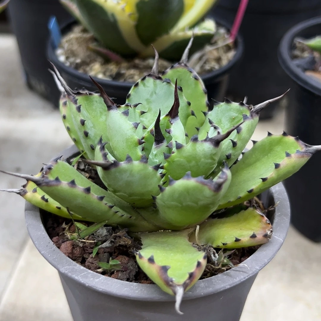 曲刺八雷一物一拍偏远不包邮不退不换