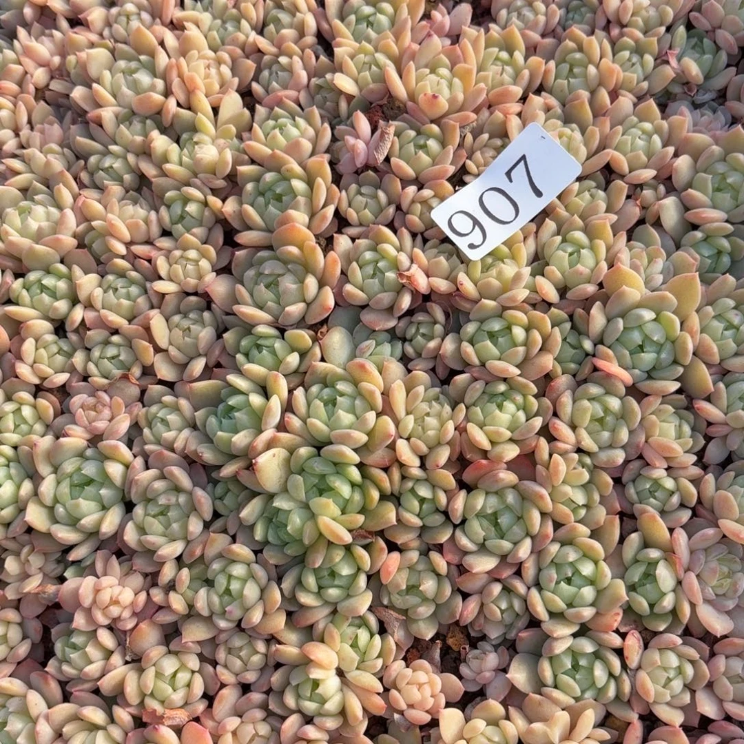 多肉植物多肉植物907