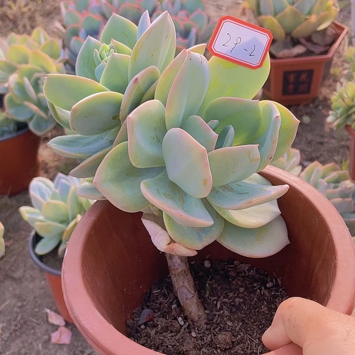 白凤双头二九杠2号