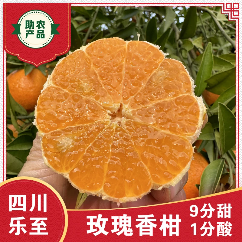 【乐至人家】四川玫瑰香柑现摘现发不带叶不带枝皮中厚不好看