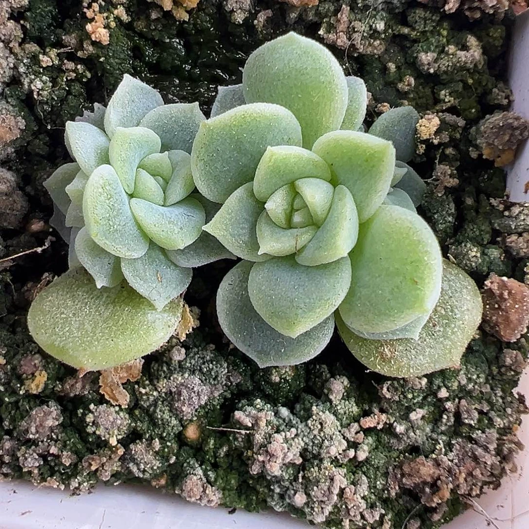 两个双头黄财富。   福利