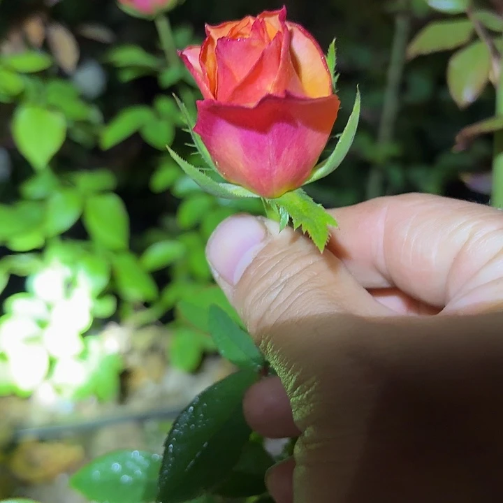无花朵撒切尔一加仑