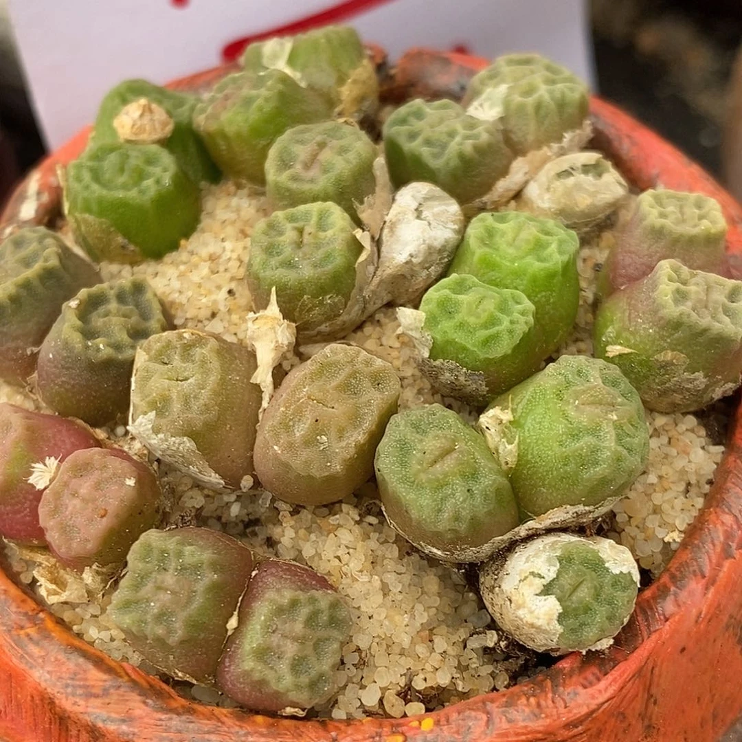 1812方烧一颗一颗