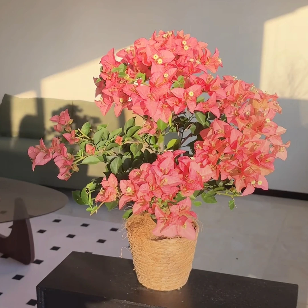 【卡亚塔三角梅】盆栽四季开花植物好养客厅书房阳台室内外粉色花