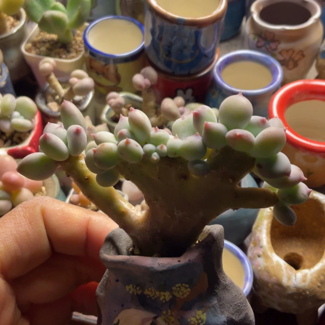 苹果奶缀不带盆的